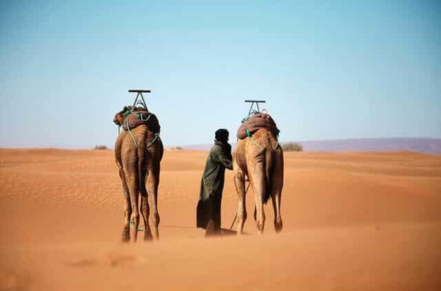 Man with Camel trekking morocco