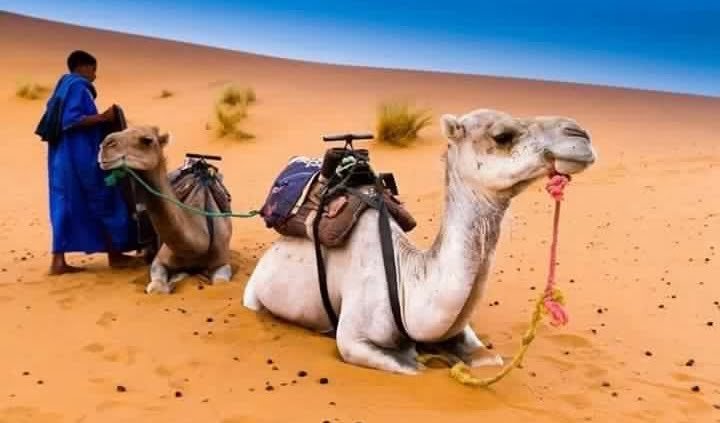 camel trekking morocco best adventure