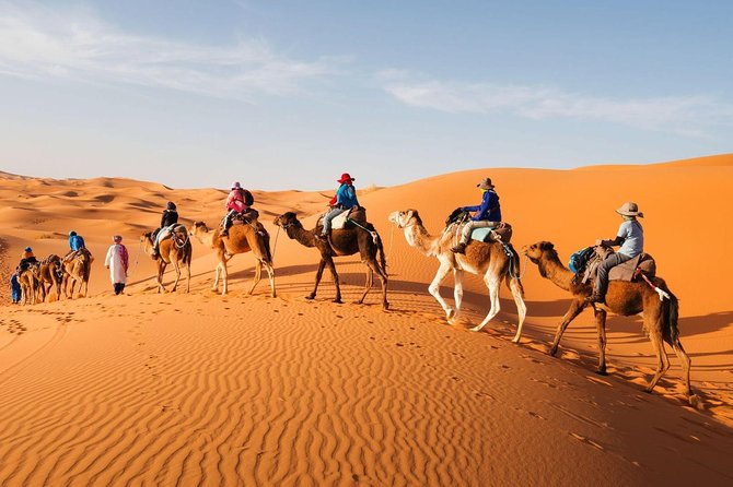 camels in desert tour