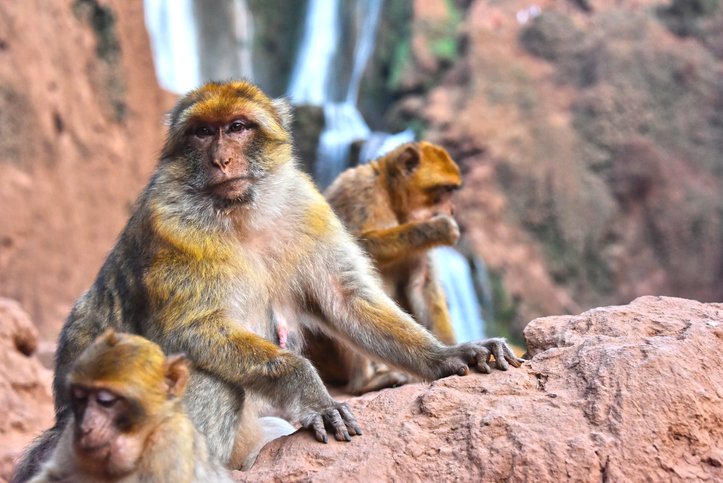 Barbary macaque (Macaca sylvanus), at the Ouzoud falls in Morocco
