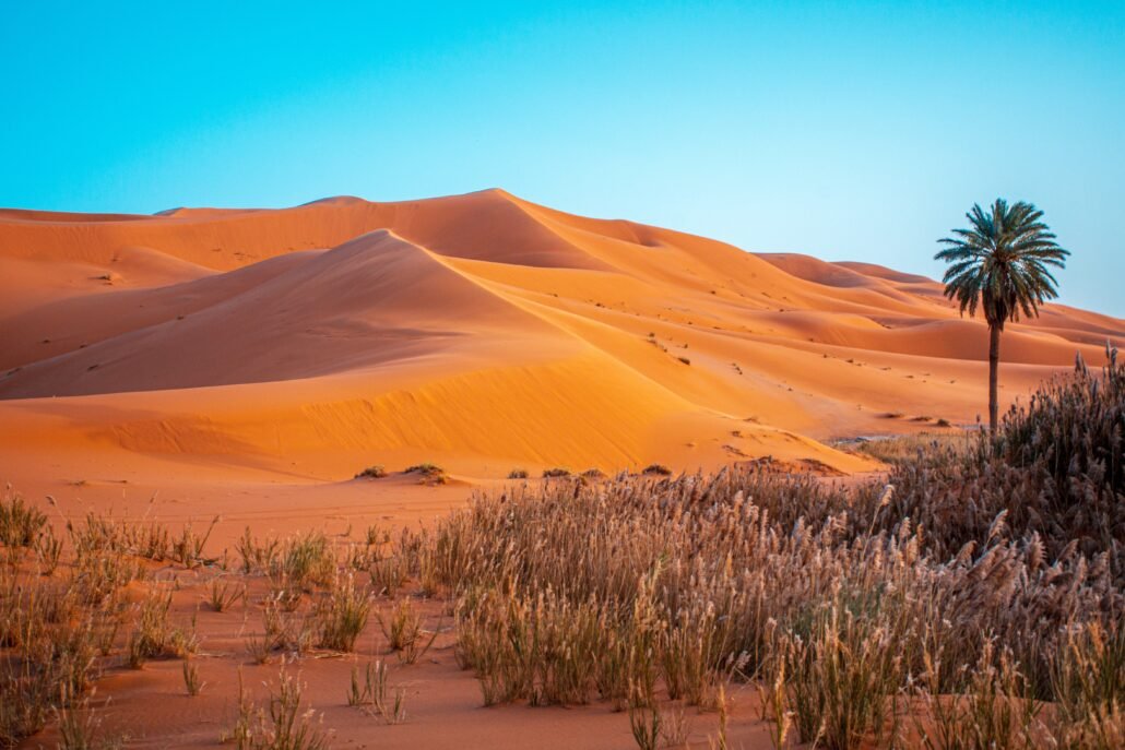 oasis in desert dunes