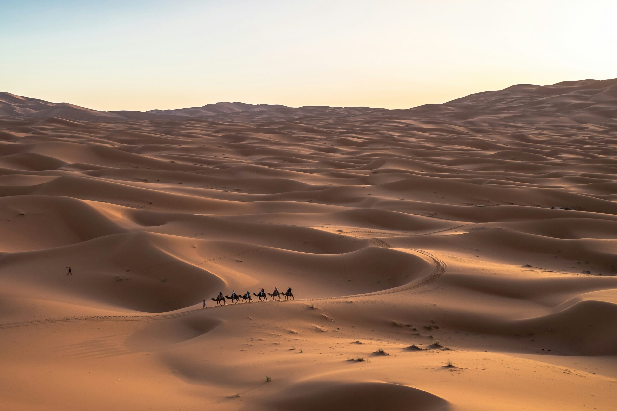 Private camel caravan crossing golden Sahara dunes at sunset