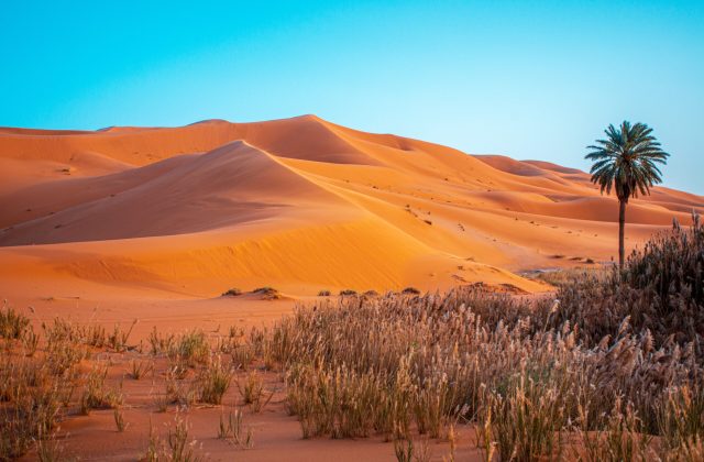 oasis in desert dunes